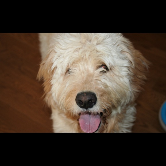 Meet your Posher, Donna - Picture 3 of 8